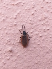 Lagria grenieri