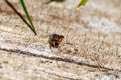 Leptothorax acervorum