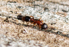 Leptothorax acervorum