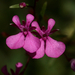 Lopezia clavata - Photo (c) lisaberry11，保留部份權利CC BY-NC