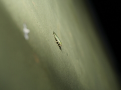 Panchlora thalassina