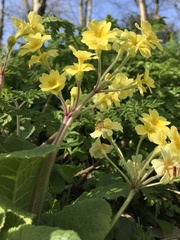 Primula × polyantha