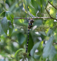 Macromia pacifica × taeniolata