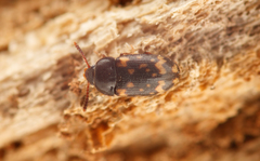 Mycetophagus atomarius