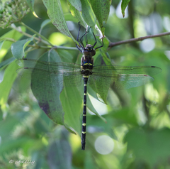 Macromia pacifica × taeniolata