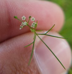 Ptilimnium capillaceum