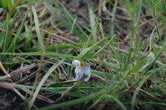 Burgilis curta