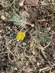 Lomatium foeniculaceum