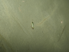 Panchlora thalassina