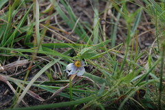 Burgilis curta