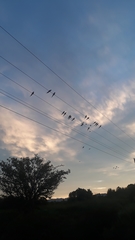 Cyanoliseus patagonus