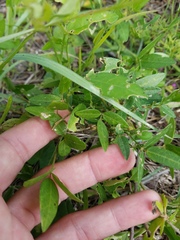 Vigna luteola