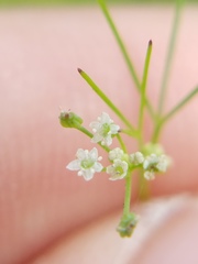 Ptilimnium capillaceum
