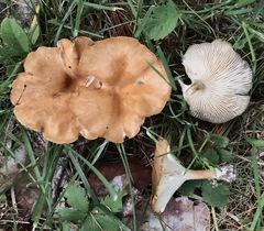 Infundibulicybe squamulosa