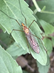 Nephrotoma suturalis