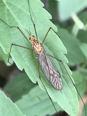 Nephrotoma suturalis