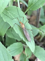 Nephrotoma suturalis