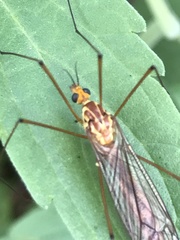 Nephrotoma suturalis