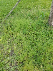 Ptilimnium capillaceum