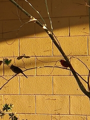 Cardinalis cardinalis image