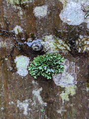 Phaeophyscia hispidula