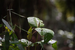 Vismia guianensis