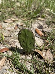 Opuntia drummondii