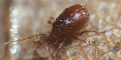 Pergamasus