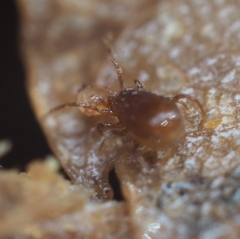 Pergamasus
