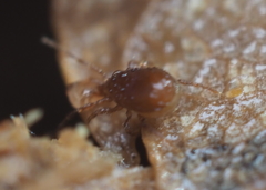 Pergamasus