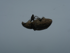 Naupactus versatilis