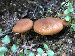 Cortinarius castoreus