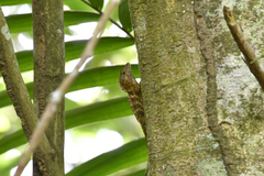 Anolis gundlachi
