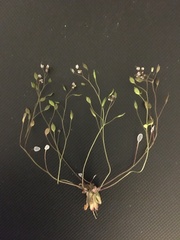 Tomostima platycarpa