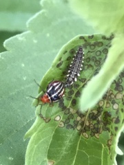 Chrysoperla plorabunda