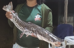 Pseudoplatystoma punctifer