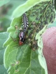 Chrysoperla plorabunda