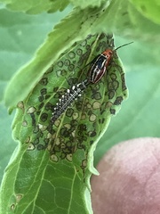 Chrysoperla plorabunda