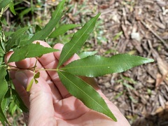 Pseudoweinmannia lachnocarpa