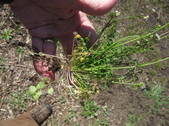 Cardamine parviflora