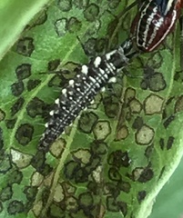 Chrysoperla plorabunda