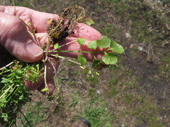 Cardamine parviflora