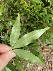 Pseudoweinmannia lachnocarpa