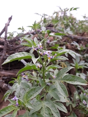 Solanum radicans, photograph Frank Dietze, CC BY, iNaturalist via GBIF