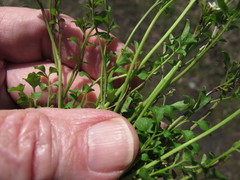 Cardamine parviflora