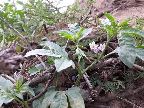 Solanum radicans, photograph 3