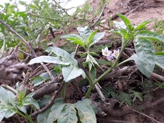 Solanum radicans, photograph Frank Dietze, CC BY, iNaturalist via GBIF