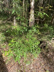 Pseudoweinmannia lachnocarpa