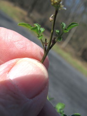 Cardamine parviflora