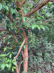 Camellia crapnelliana, photograph (c) Yj, some rights reserved (CC BY)